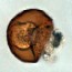 Arcella