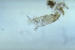 Stentor m�lleri