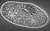 Die Wechseltierchen (�Rhizopoden�) oder Am�ben