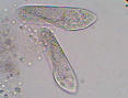 Paramecium caudatum